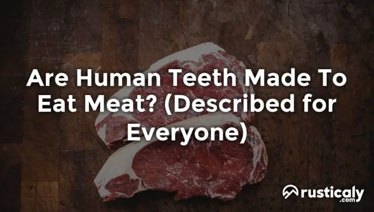 are human teeth made to eat meat