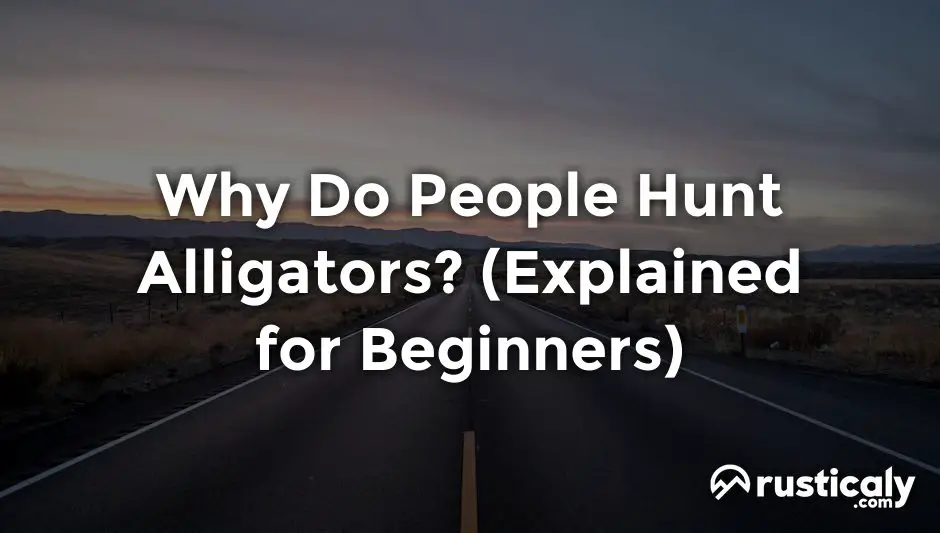 why do people hunt alligators