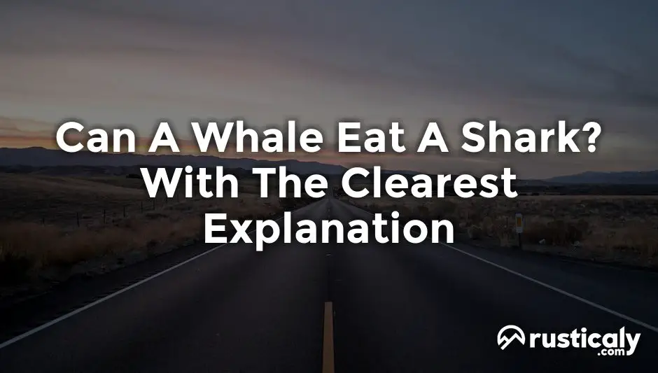can a whale eat a shark
