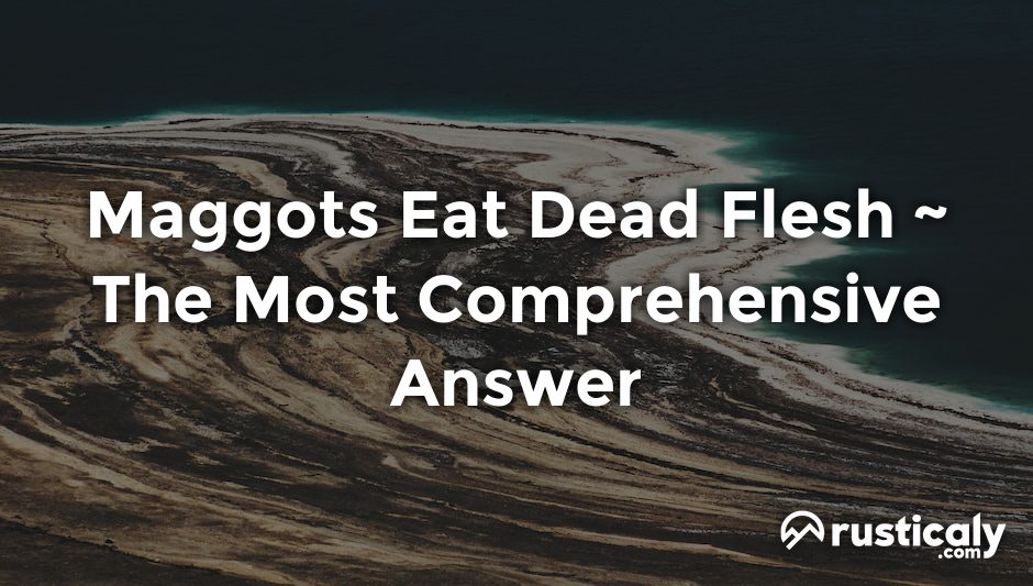 maggots eat dead flesh