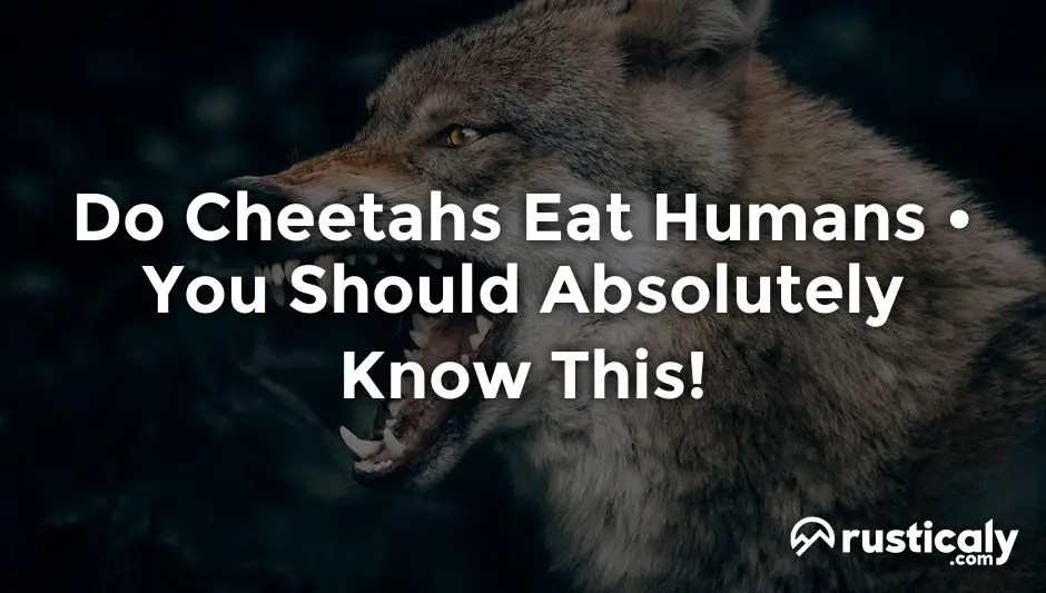 do cheetahs eat humans