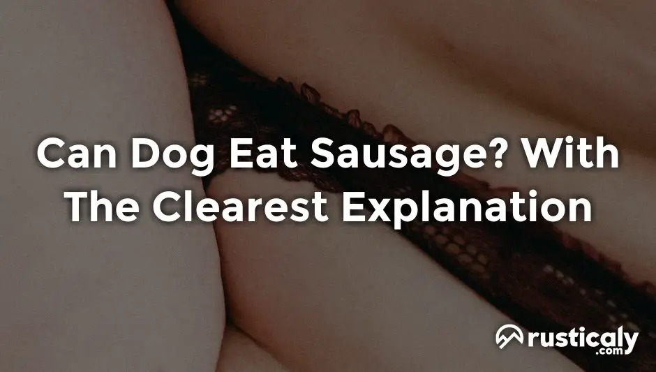 can dog eat sausage