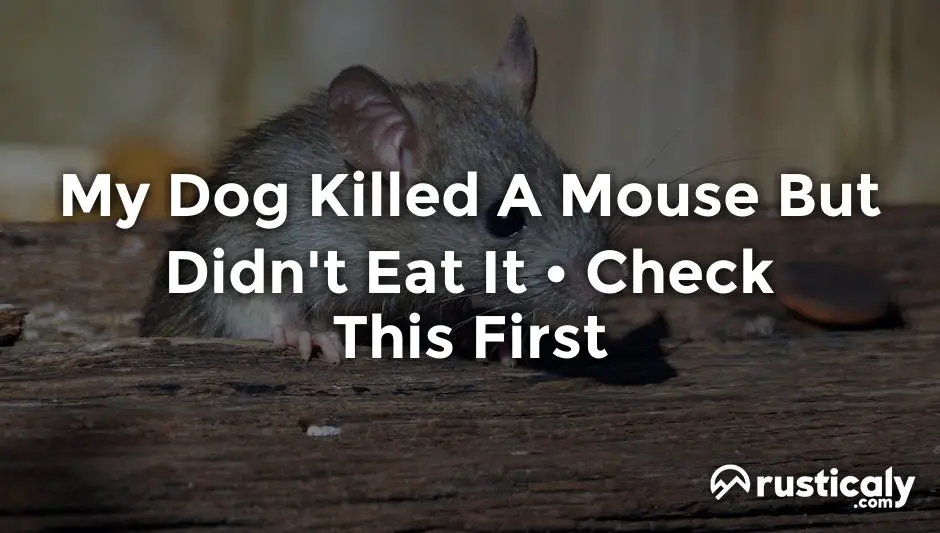 my dog killed a mouse but didn't eat it