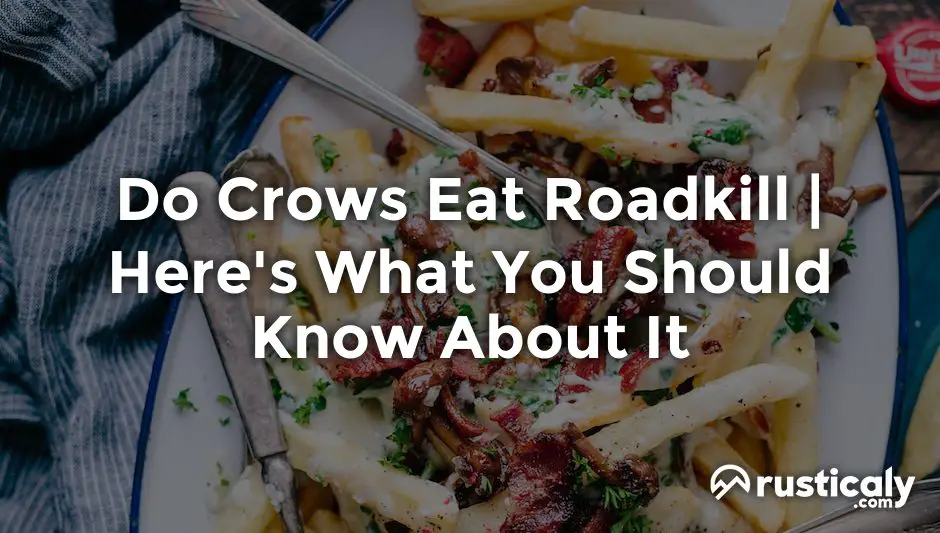 do crows eat roadkill