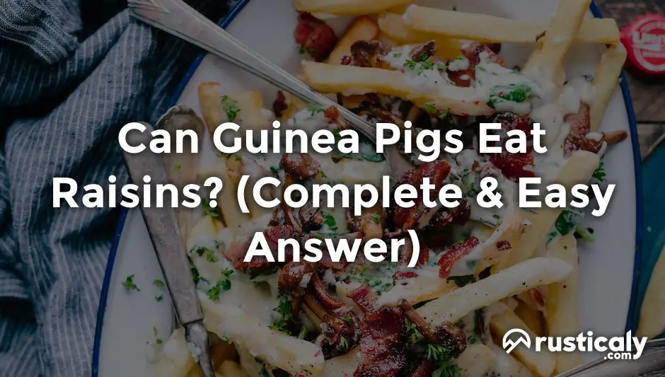 can guinea pigs eat raisins