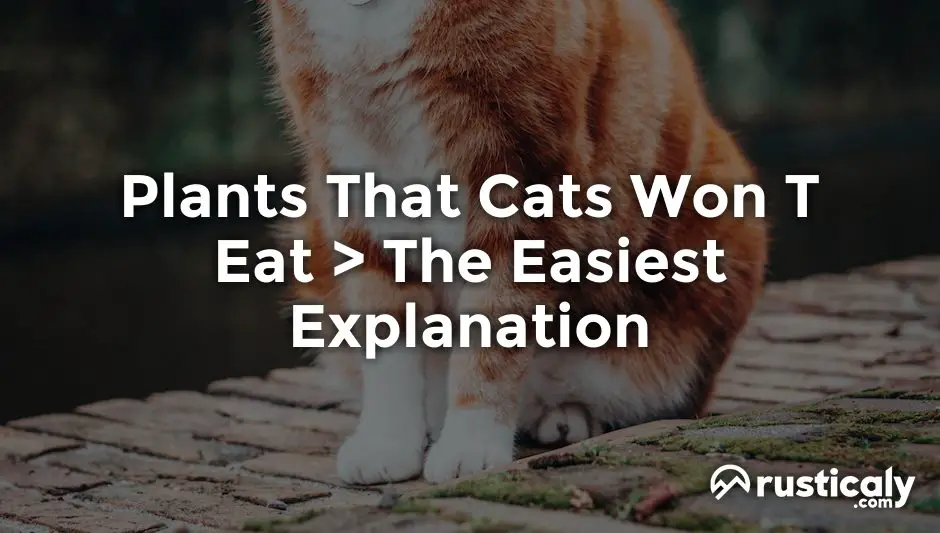 plants that cats won t eat