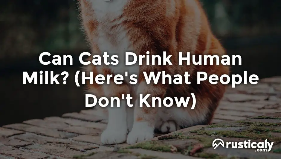 can cats drink human milk