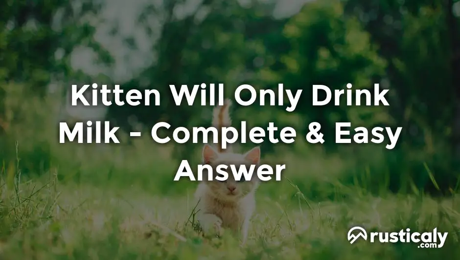 kitten will only drink milk