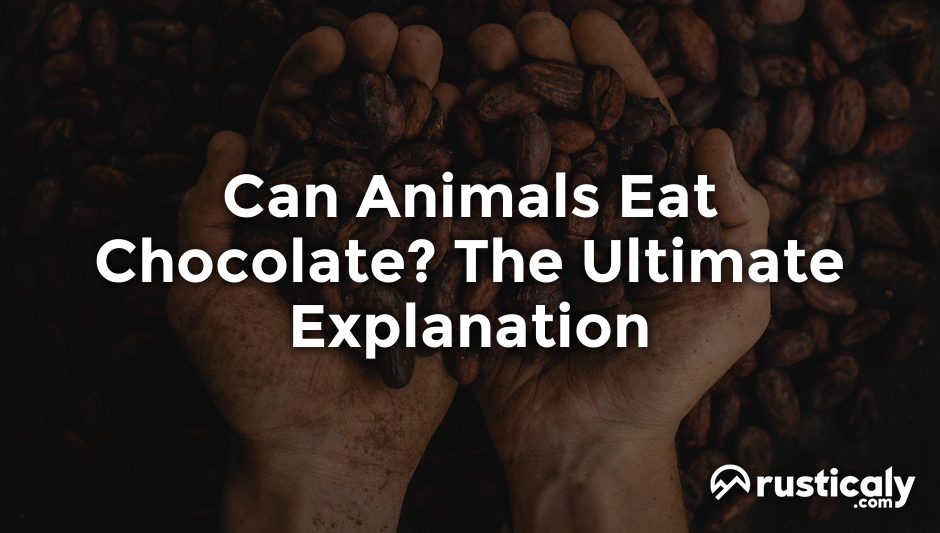 can animals eat chocolate