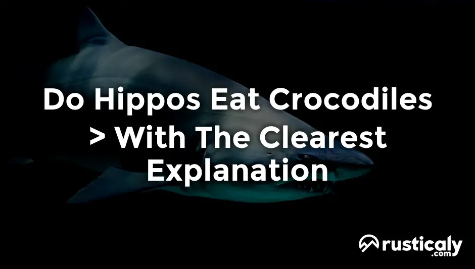 do hippos eat crocodiles