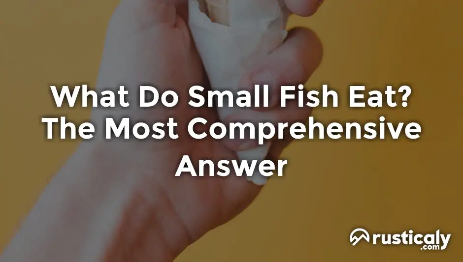 what do small fish eat