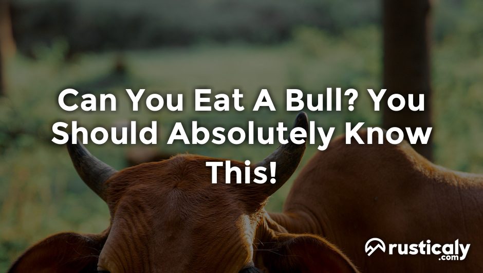 can you eat a bull