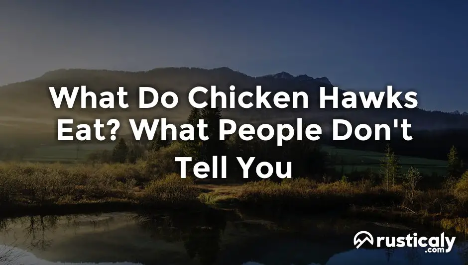 what do chicken hawks eat