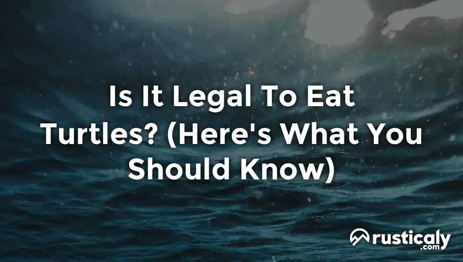 is it legal to eat turtles