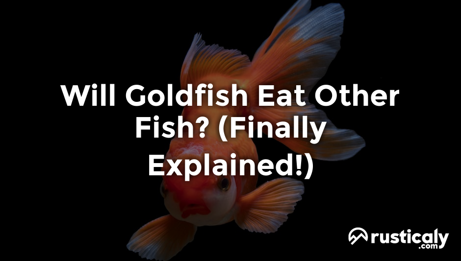 will goldfish eat other fish