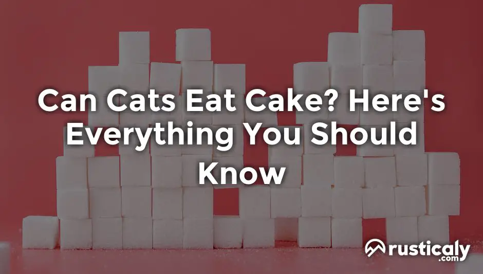 can cats eat cake