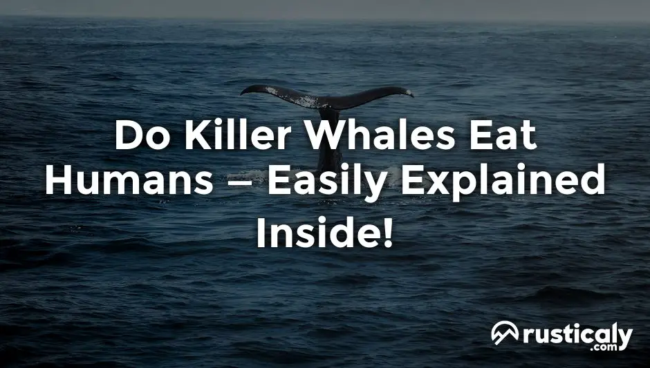do killer whales eat humans