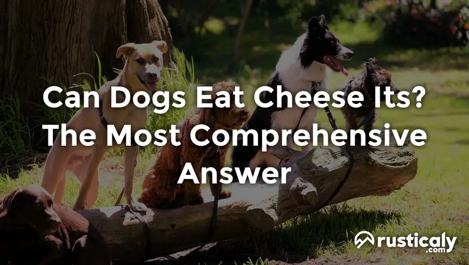 can dogs eat cheese its