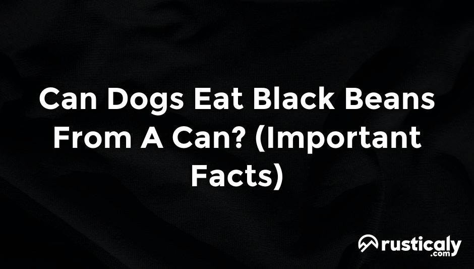 can dogs eat black beans from a can