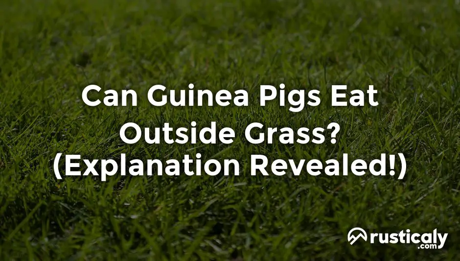 can guinea pigs eat outside grass