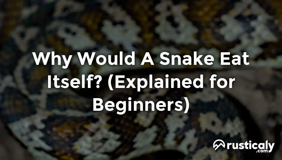why would a snake eat itself
