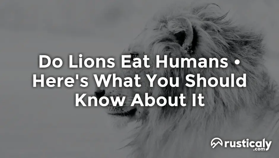 do lions eat humans