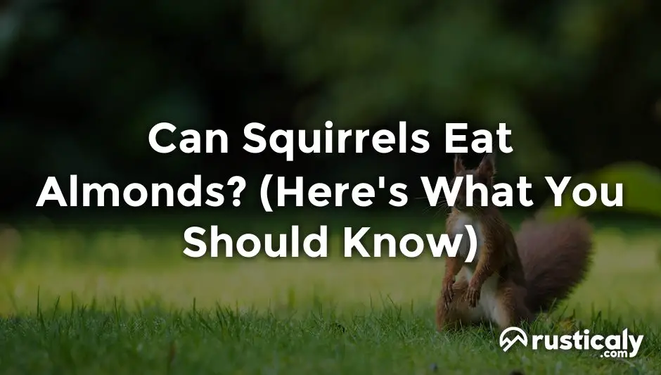 can squirrels eat almonds