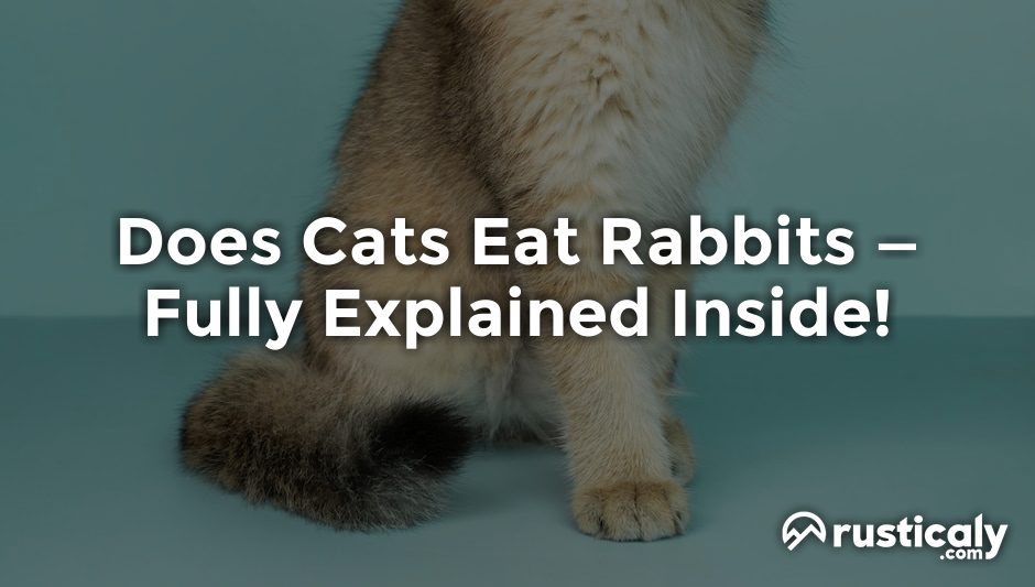does cats eat rabbits