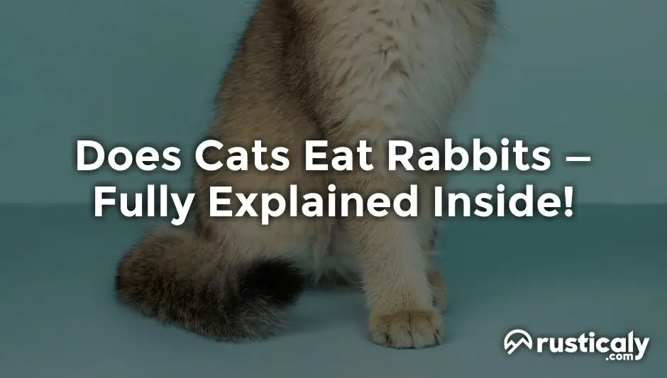 Does Cats Eat Rabbits • Everything You Need To Know