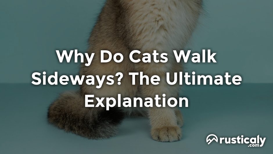 why do cats walk sideways