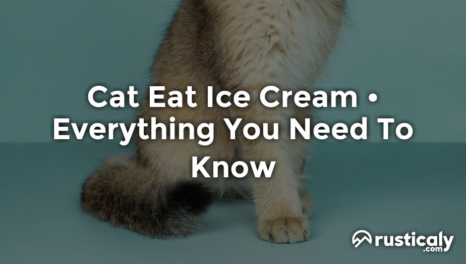 cat eat ice cream