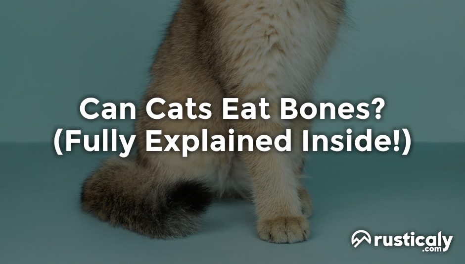 can cats eat bones