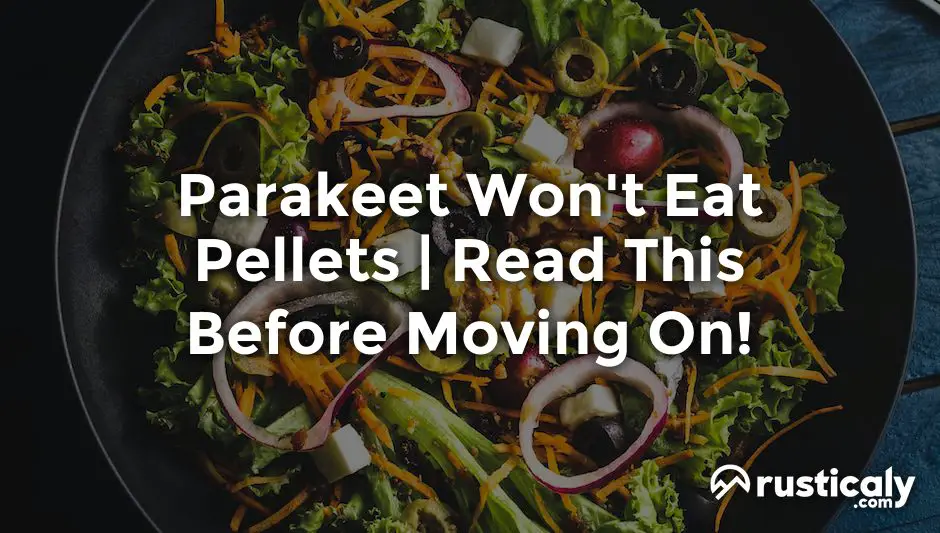 parakeet won't eat pellets