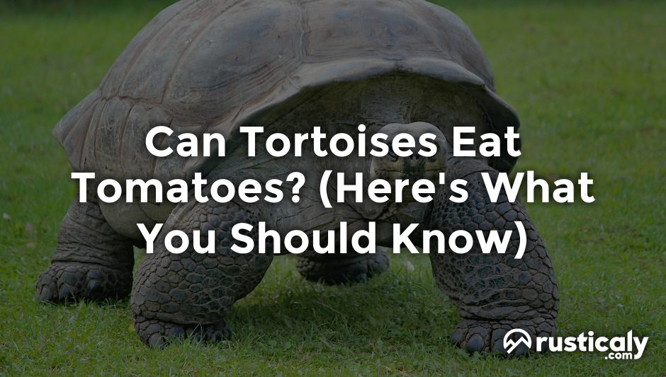 can tortoises eat tomatoes