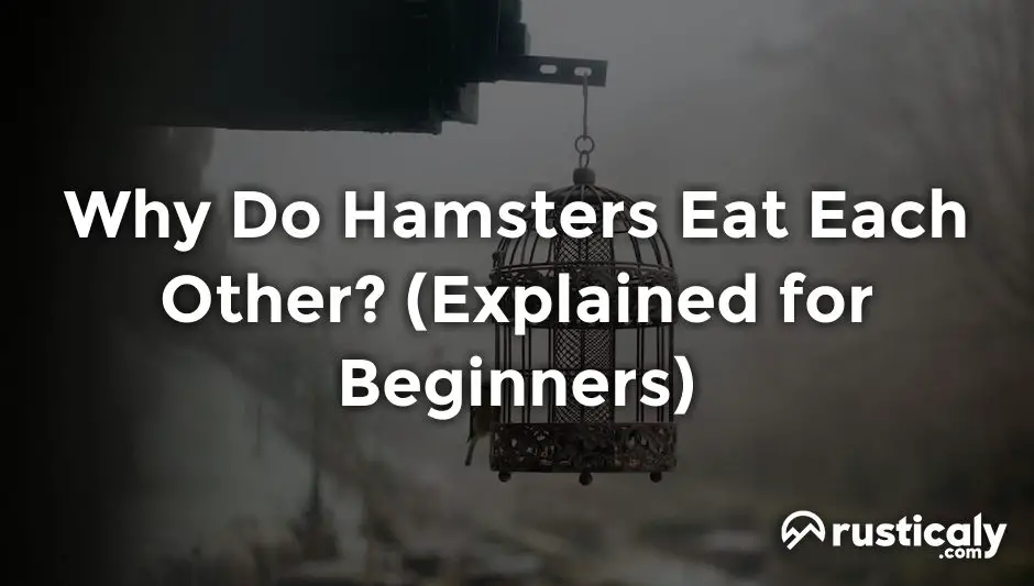 Why Do Hamsters Eat Each Other? (Easy & Clear Answer)