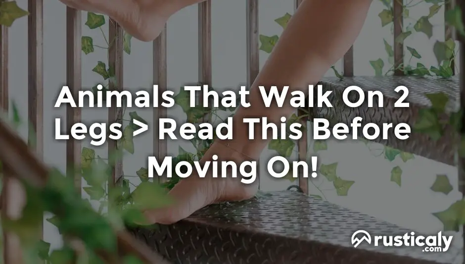 animals that walk on 2 legs