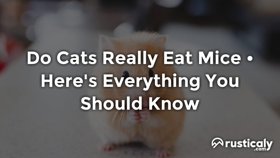 do cats really eat mice