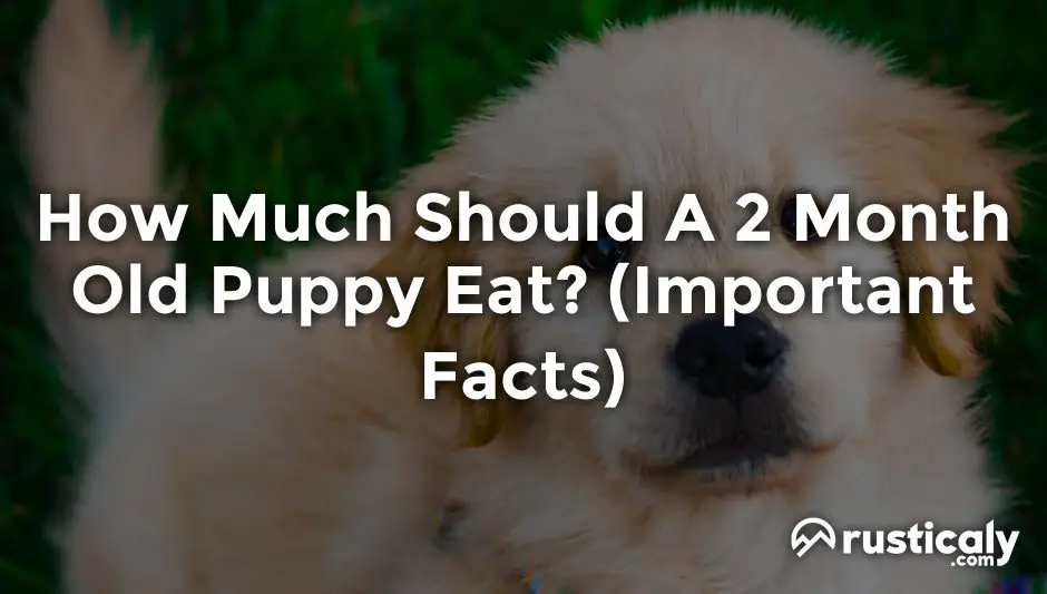 how much should a 2 month old puppy eat