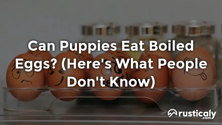 can puppies eat boiled eggs