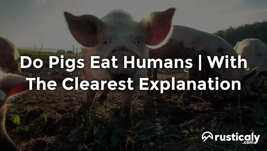 do pigs eat humans