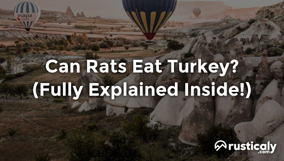 can rats eat turkey