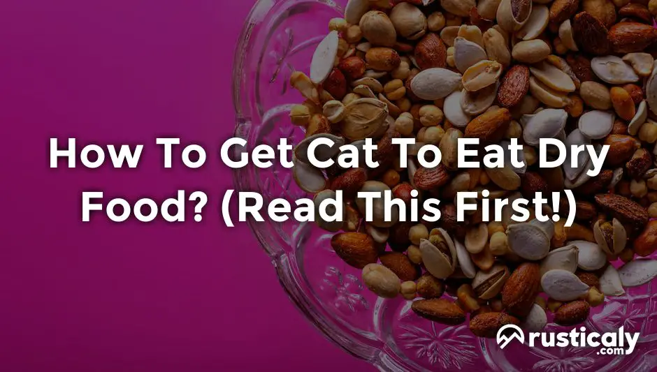 how to get cat to eat dry food