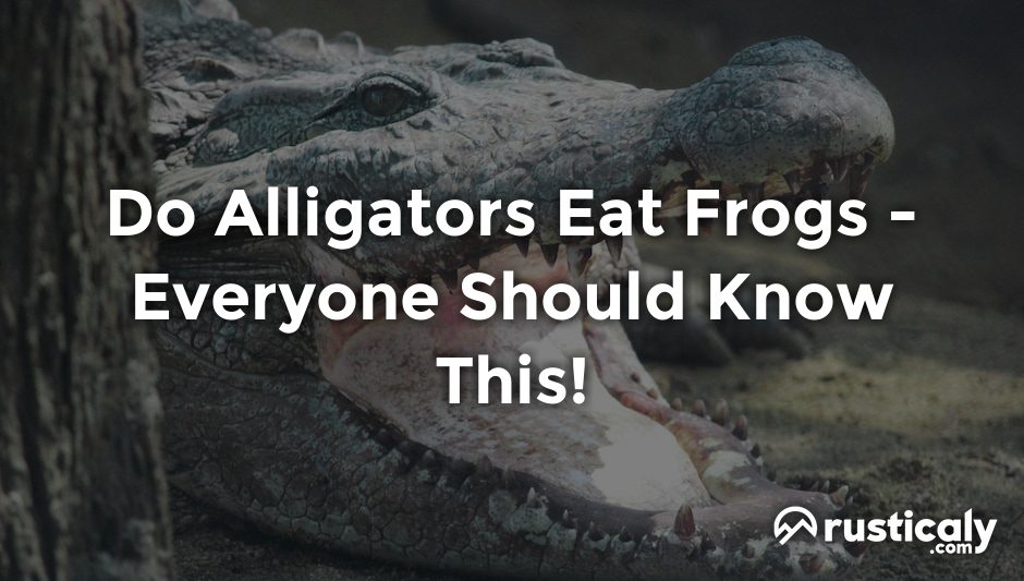 do alligators eat frogs