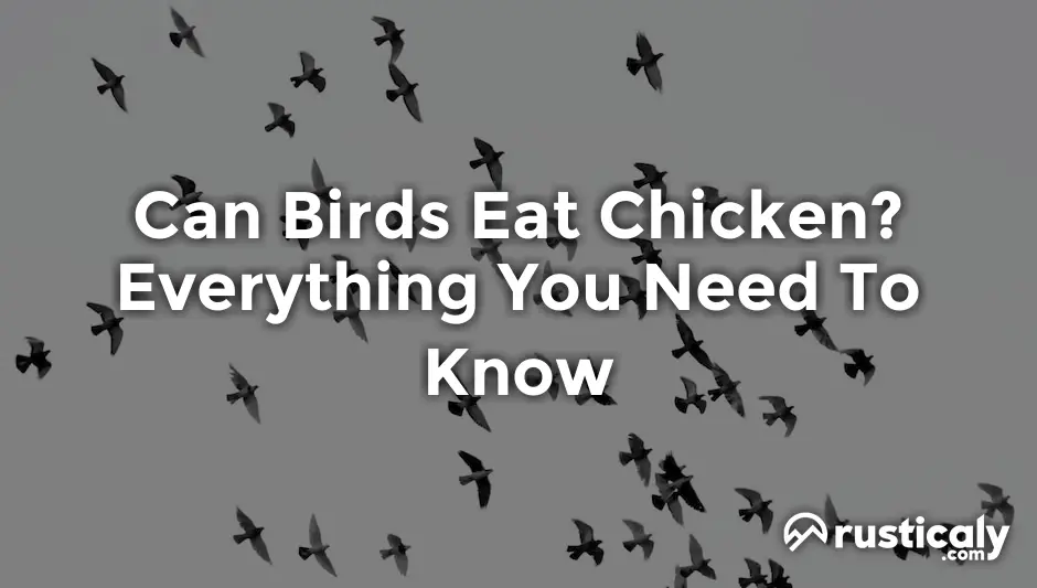 can birds eat chicken