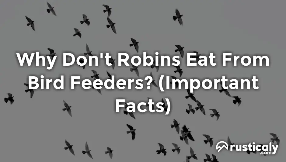 why don't robins eat from bird feeders