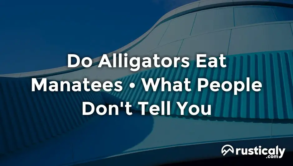 do alligators eat manatees