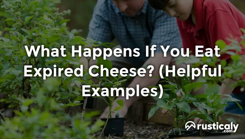 What Happens If You Eat Expired Cheese Complete Answer what-happens-if-you-eat-expired-cheese-complete-answer