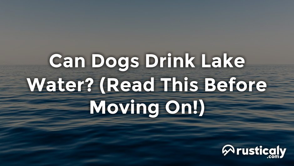 can dogs drink lake water