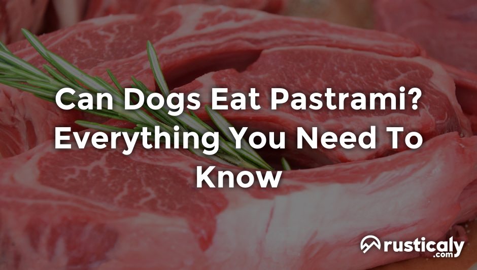 can dogs eat pastrami