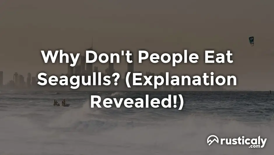 why don't people eat seagulls